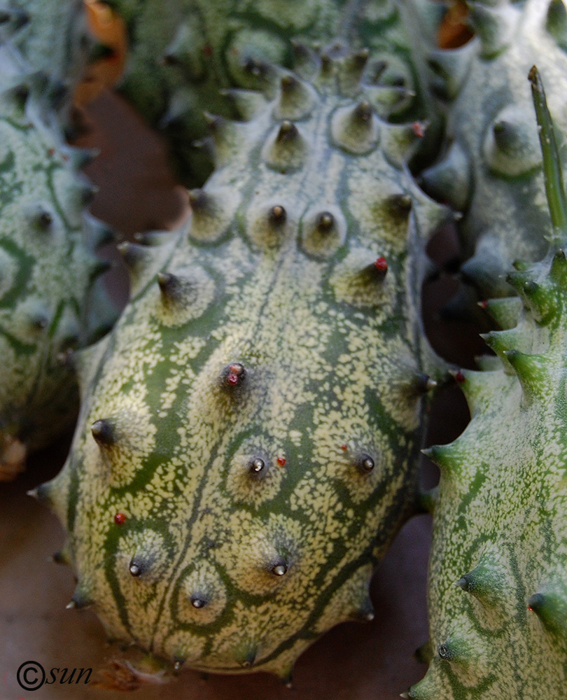 Изображение особи Cucumis metulifer.