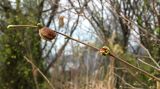 genus Corylus