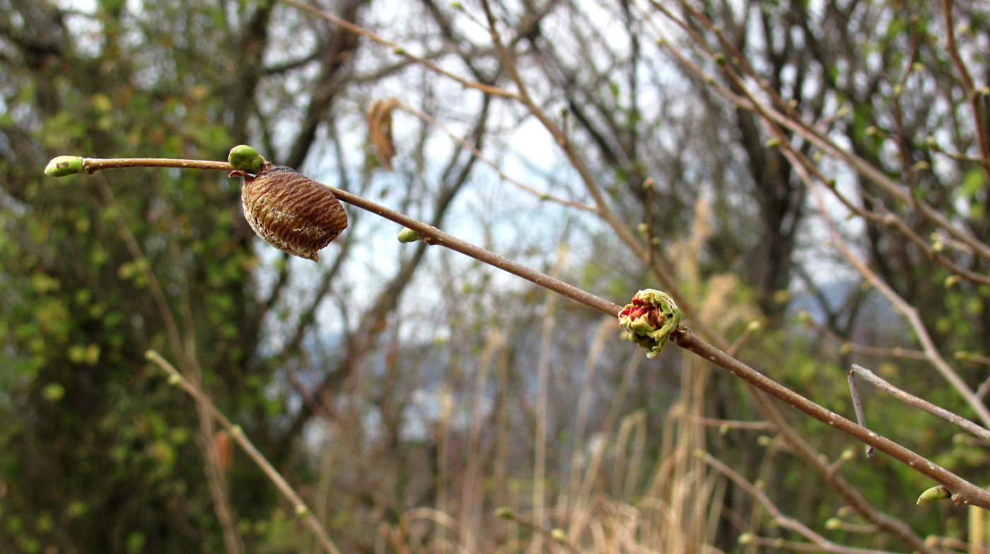 Image of genus Corylus specimen.