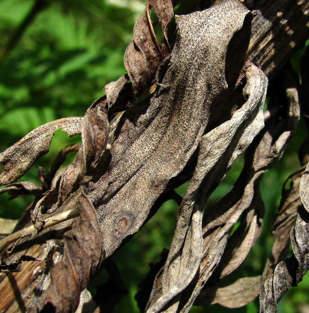 Image of Digitalis schischkinii specimen.