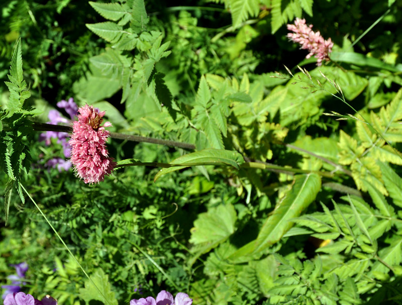 Изображение особи Bistorta carnea.