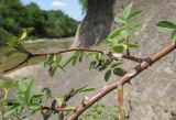 Rosa corymbifera