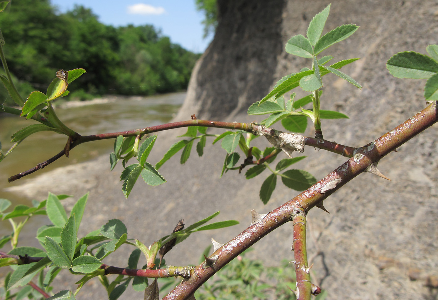 Image of Rosa corymbifera specimen.