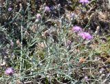 Centaurea odessana. Цветущее растение на ракушечном пляже. Крым, Арабатская стрелка. 30.05.2015.