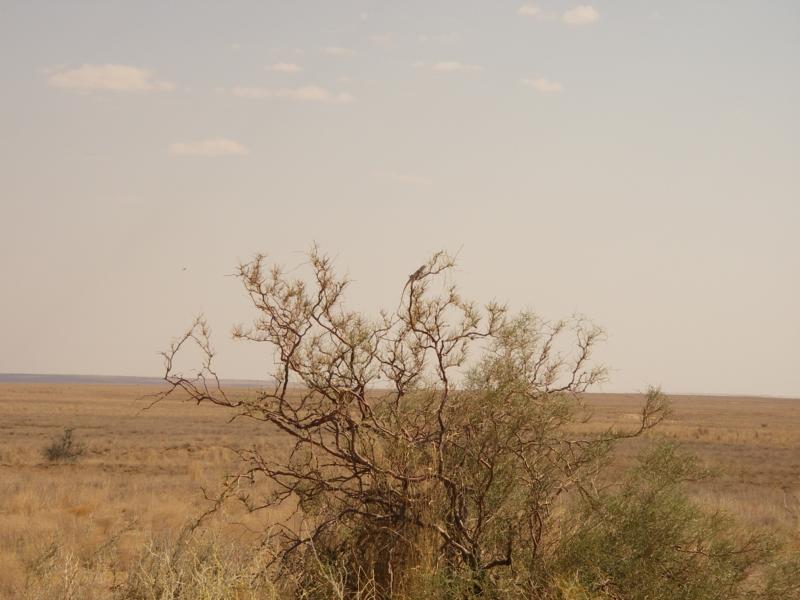 Image of genus Calligonum specimen.