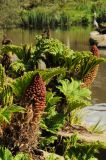 Gunnera manicata. Растение с отрастающими листьями и зацветающими соцветиями. США, Калифорния, Сан-Франциско, ботанический сад. 28.02.2014.