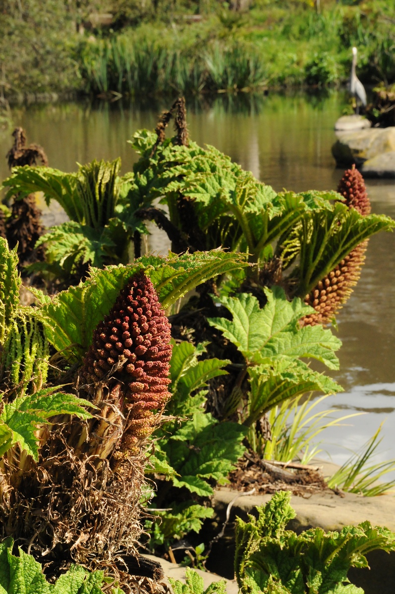 Изображение особи Gunnera manicata.