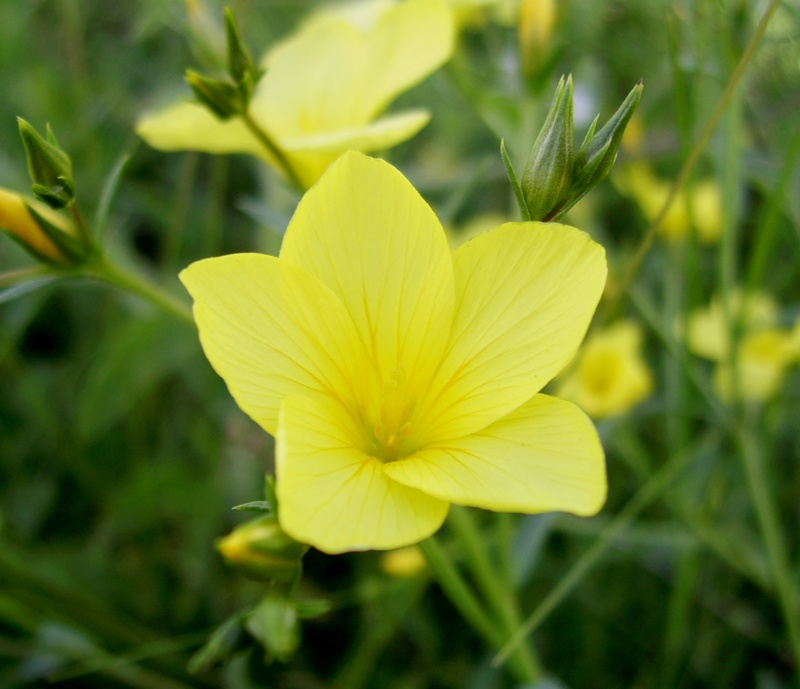 Изображение особи Linum linearifolium.