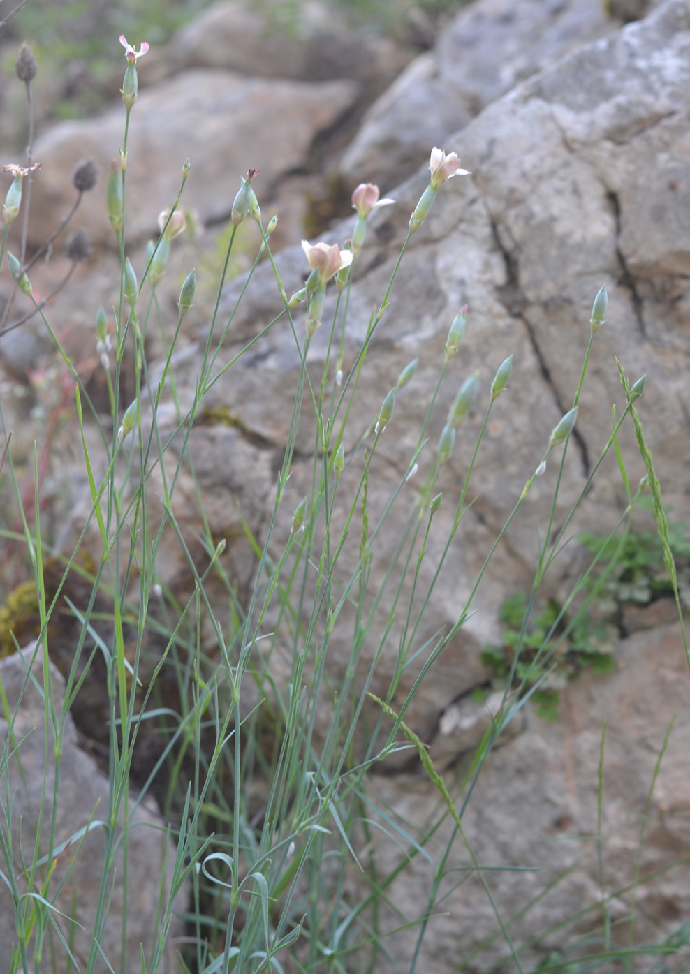 Изображение особи Dianthus marschallii.