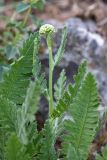 Achillea filipendulina. Верхушка расцветающего растения. Южный Казахстан, горы Алатау (Даубаба), Скалистое ущелье. 27.06.2014.