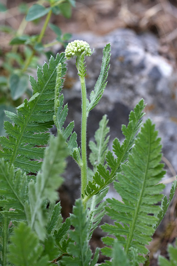 Image of Achillea filipendulina specimen.