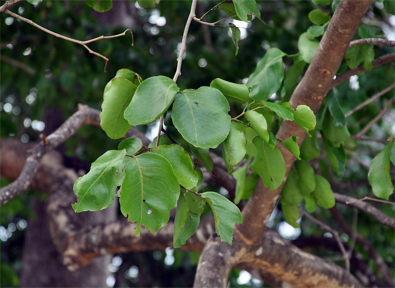 Image of Intsia bijuga specimen.