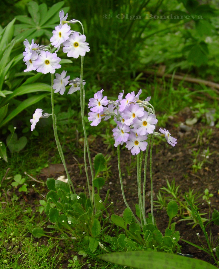 Image of Primula gemmifera var. amoena specimen.
