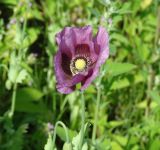 Papaver somniferum