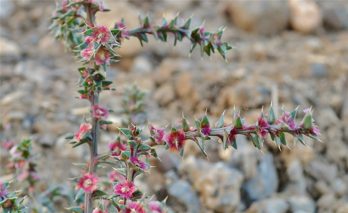 Изображение особи Salsola tragus.