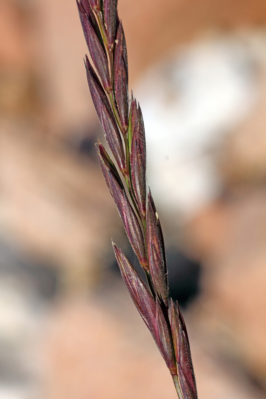 Image of Leymus alaicus specimen.