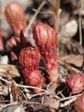 Rhodiola linearifolia. Молодые побеги. Мурманск, МГГУ, в культуре. 05.05.2015.