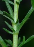 Image of taxon representative. Author is Татьяна Мальчинская