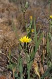 Scorzonera turkestanica