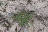 Galium humifusum. Растение на ракушечном пляже. Крым, Арабатская стрелка. 06.10.2015.