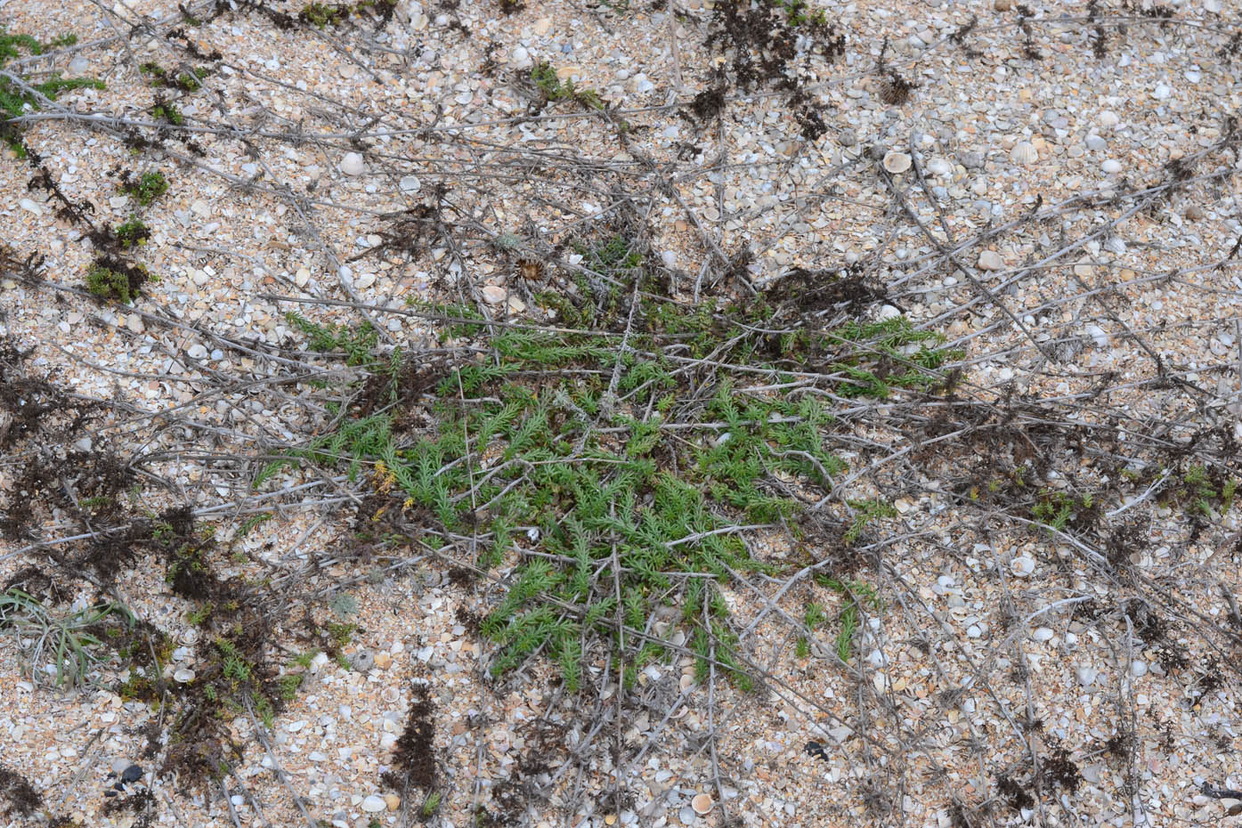 Изображение особи Galium humifusum.