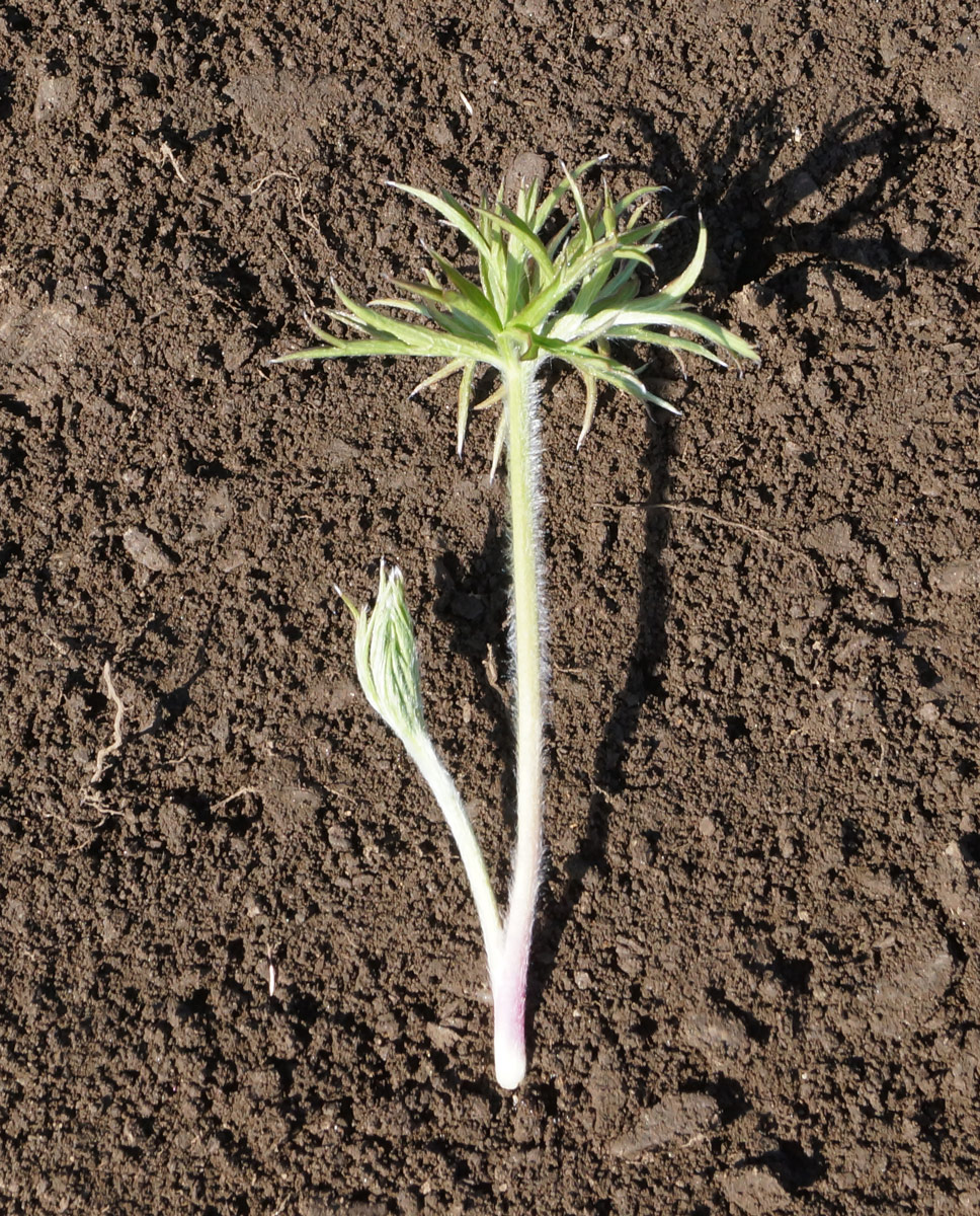 Image of Pulsatilla multifida specimen.