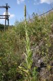 Verbascum thapsus. Отцветающее растение. Архангельская обл., Вельский р-н, окр. пос. Усть-Шоноша, ж.-д. насыпь у р. Вель. 21.07.2011.