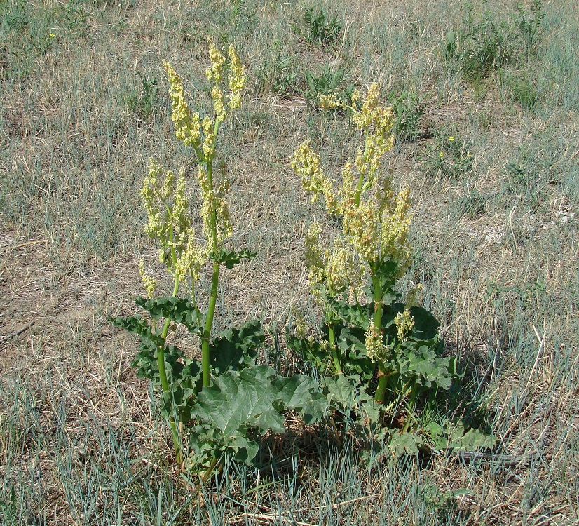 Image of Rheum rhabarbarum specimen.