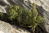 Sedum sediforme