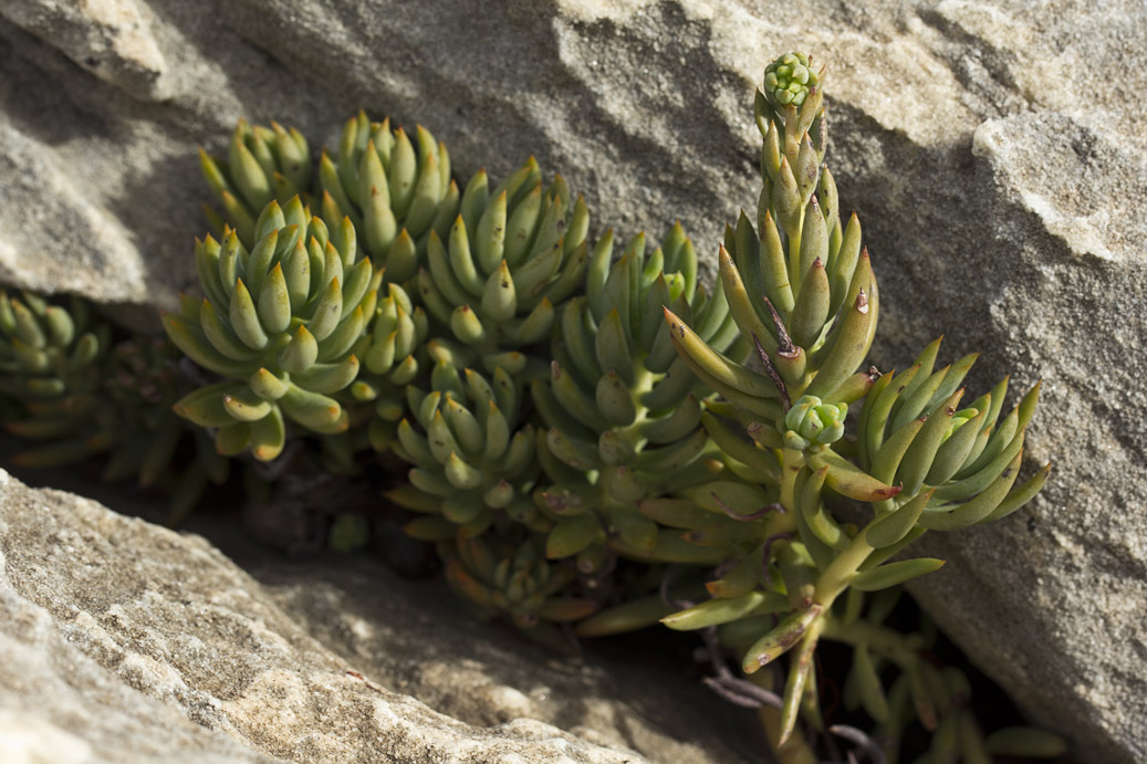 Изображение особи Sedum sediforme.