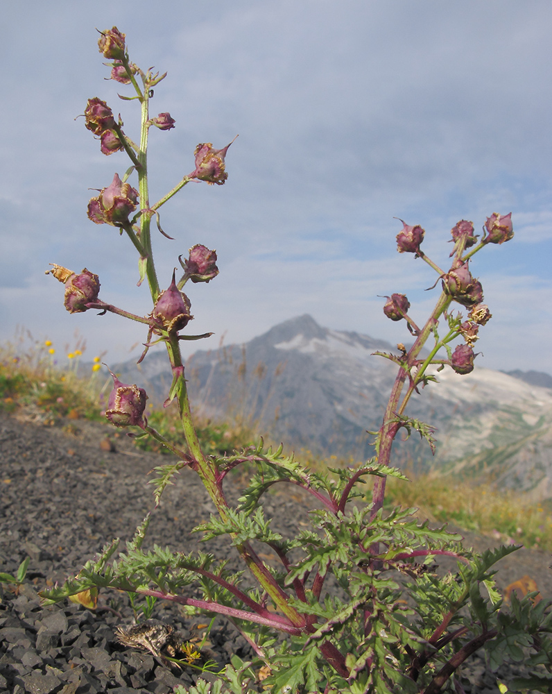 Image of Scrophularia ruprechtii specimen.