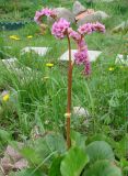 Bergenia crassifolia. Цветущее растение. Ленинградская обл., Выборгский р-н, окр. ст. Лейпясуо, садоводство \"Флора\", на садовом участке. 22.05.2010.