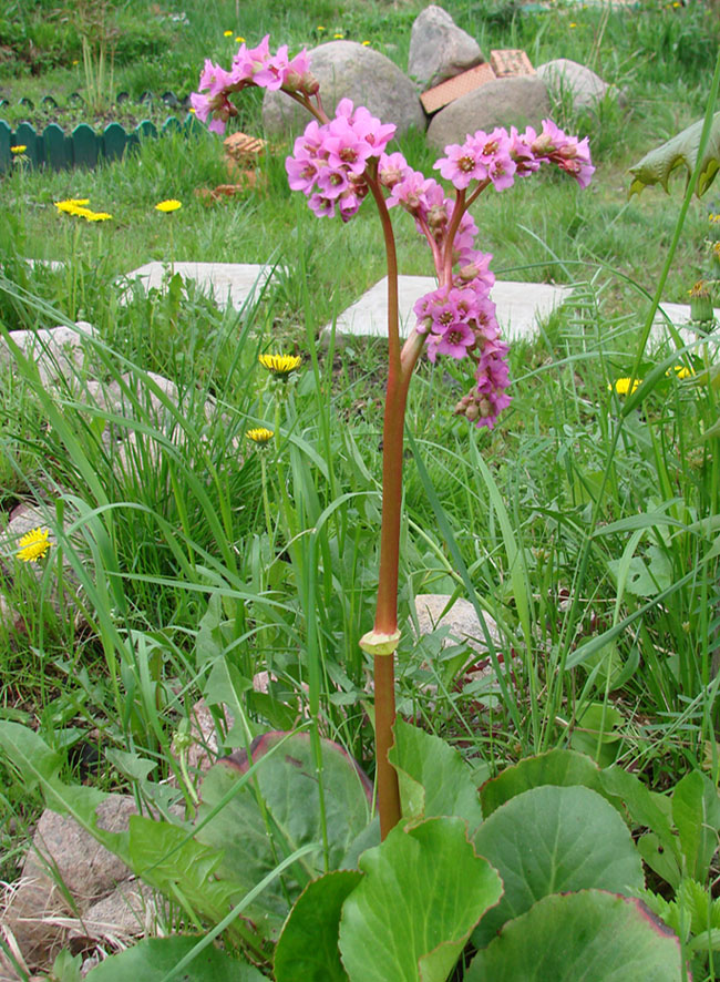 Изображение особи Bergenia crassifolia.