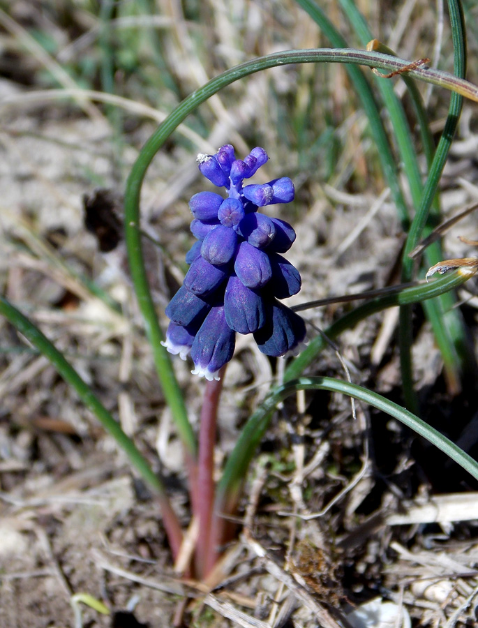 Изображение особи Muscari neglectum.