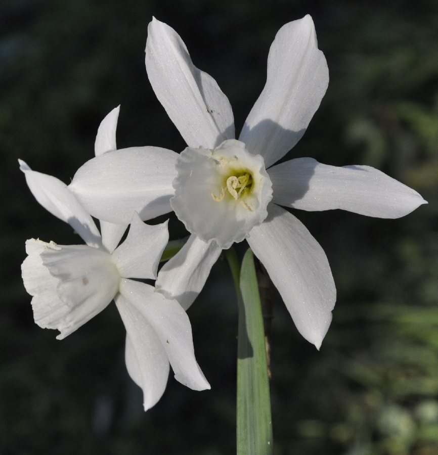 Изображение особи Narcissus triandrus.