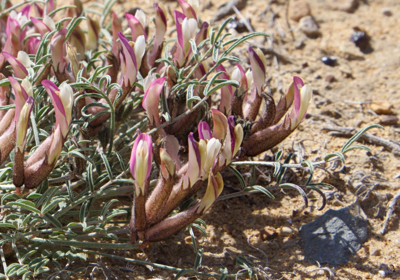 Изображение особи Astragalus erioceras.