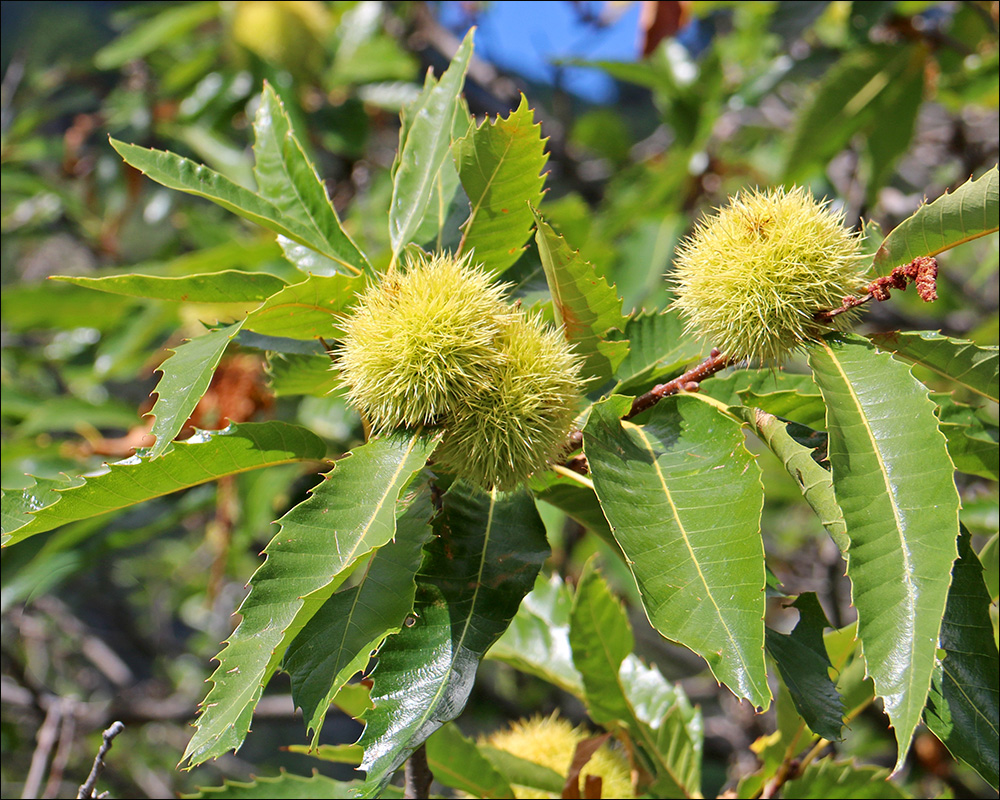 Изображение особи Castanea sativa.