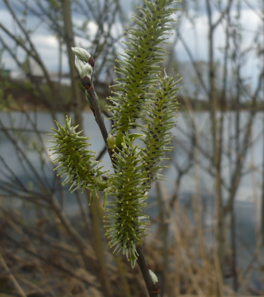 Image of genus Salix specimen.