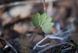 Ranunculus monophyllus ssp. vytegrensis