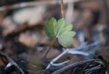 Ranunculus monophyllus ssp. vytegrensis