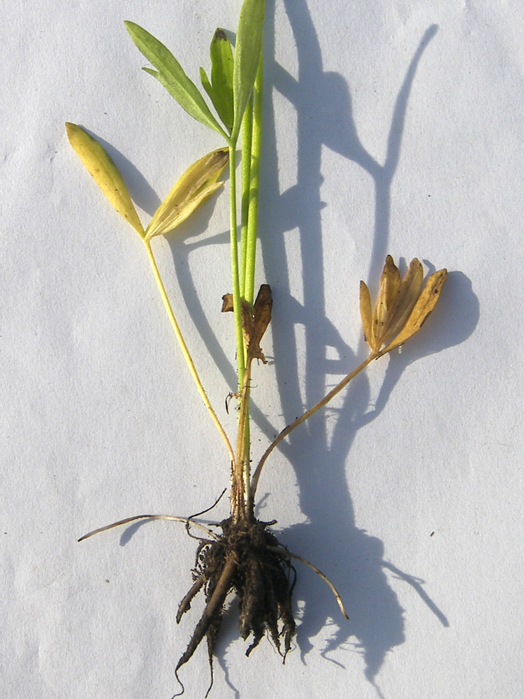 Image of Ranunculus pedatus specimen.