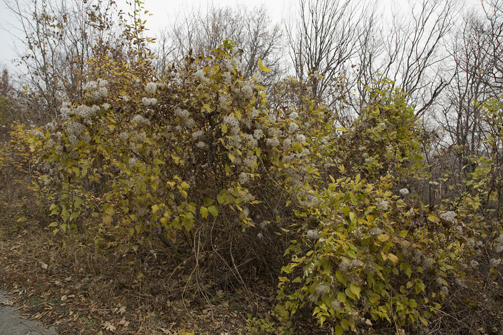 Image of Clematis vitalba specimen.
