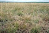 Festuca valesiaca