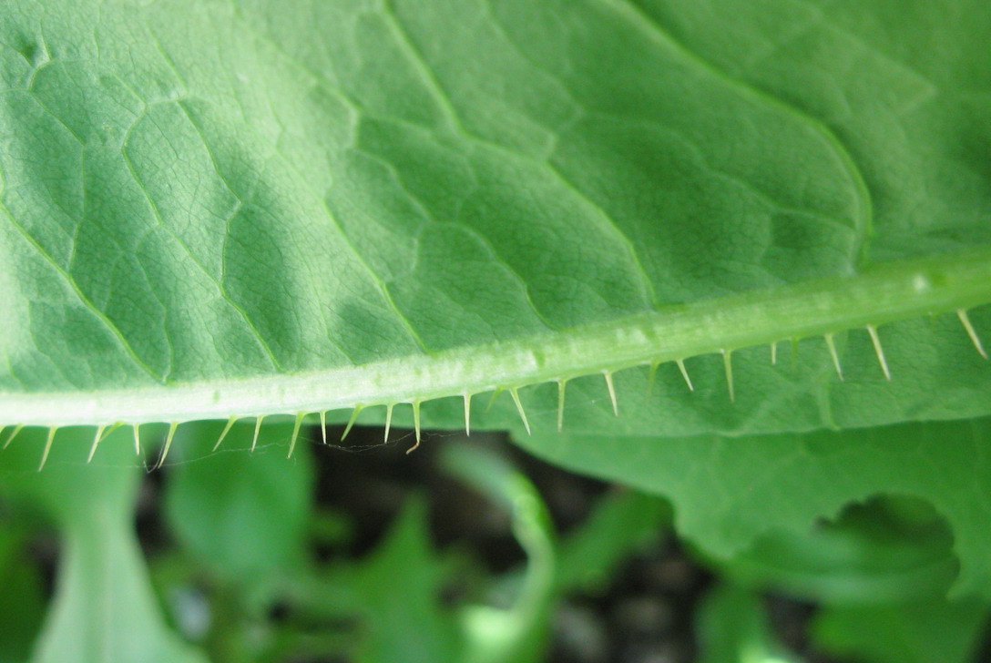 Изображение особи Lactuca serriola.