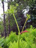 Peucedanum oreoselinum. Верхушка побега с соцветием в бутонах. Украина, Житомирская обл., г. Новоград-Волынский р-н, тенистая местность у пруда. 06.06.2016.