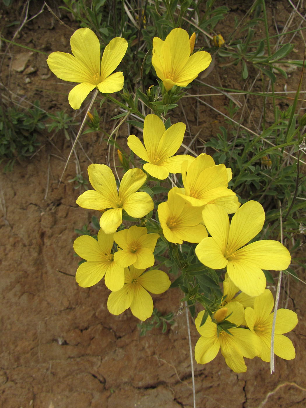 Изображение особи Linum campanulatum.