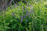 Vicia cracca. Цветущие растения в сообществе с Vicia pisiformis (крупные листья). Татарстан, Нижнекамский р-н, окр. дер. Благодатная, лесостепной участок с чередованием степи и перелесков с преобладанием дуба, среди древостоя. 5 июня 2016 г.