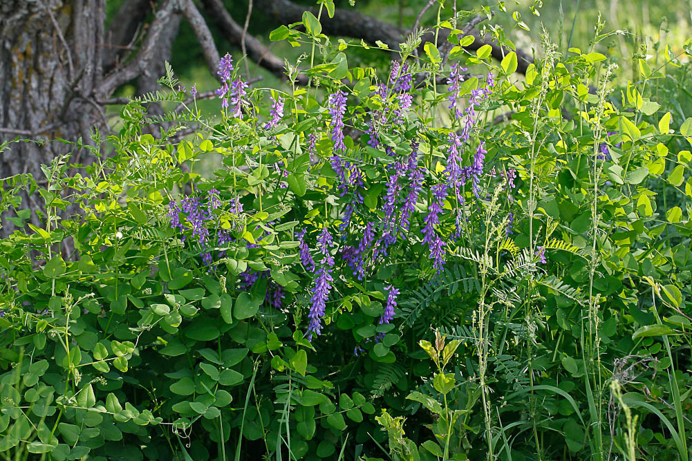 Изображение особи Vicia cracca.