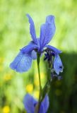 Iris sibirica