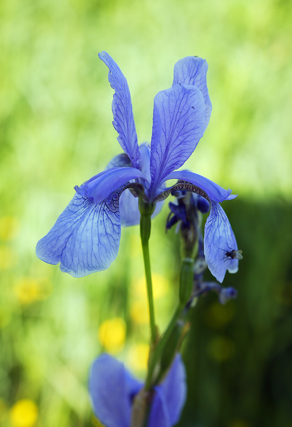 Изображение особи Iris sibirica.